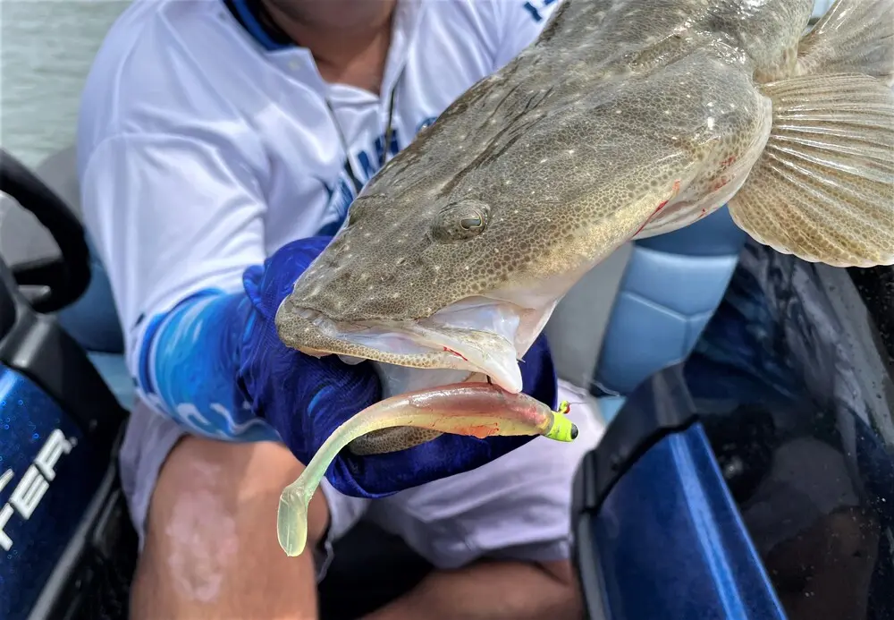The McArthy 4â€ Paddle Tail was a very reliable fish catcher in water from 50-100cm deep. Having a herring-style body was a great point of difference and the Gold Coast flathead loved them.