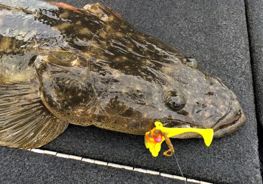 The snot weed on the leader speaks volumes about how careful you need to be fishing the shallows. If this is all over your lure, youâ€™re not fishing, so light head weights and a meticulous approach are needed to minimise snot weed interfering with your catch rates.