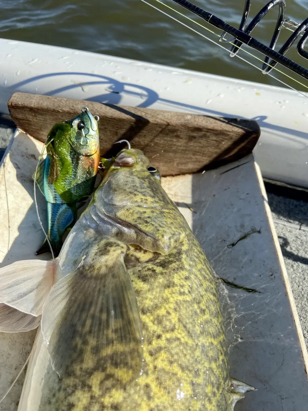 Bone Focus 130 doing the job on the flats