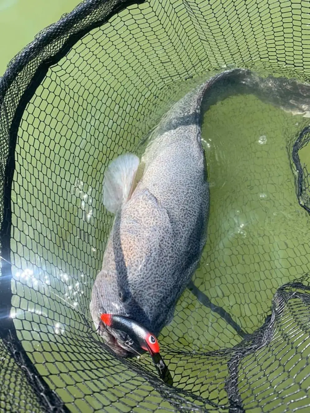 Big nets, big fish and big bragging rights!