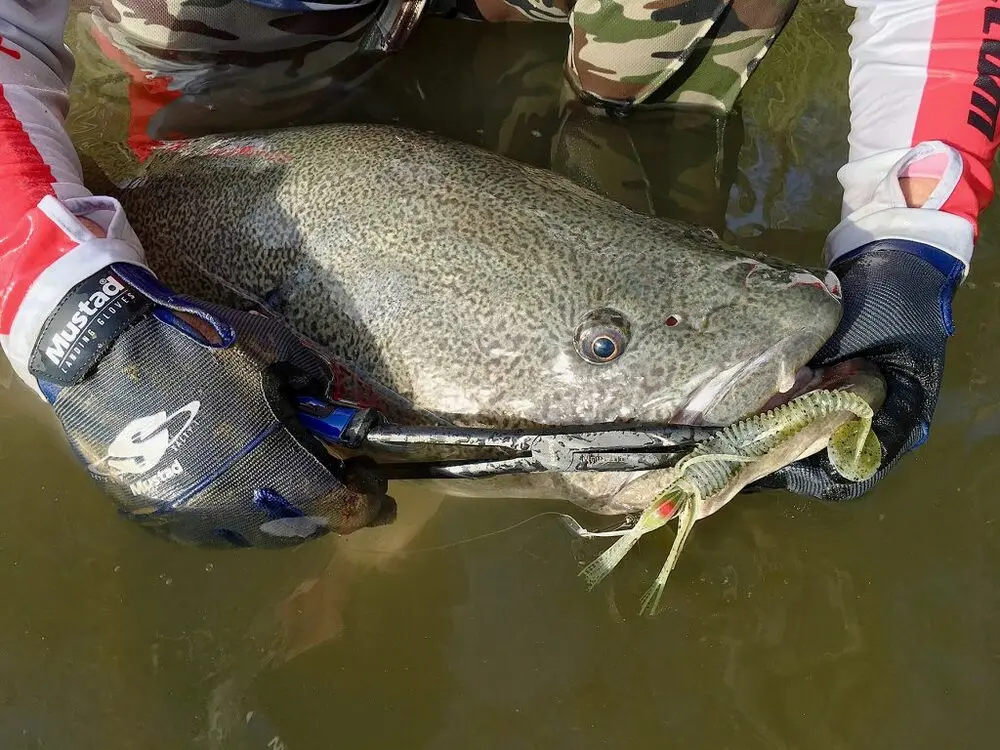 A 106cm Mulwala cod from the Majors area. This fish was caught in less than 1.5m of water so donâ€™t ever think you wonâ€™t connect with big fish in the shallows.