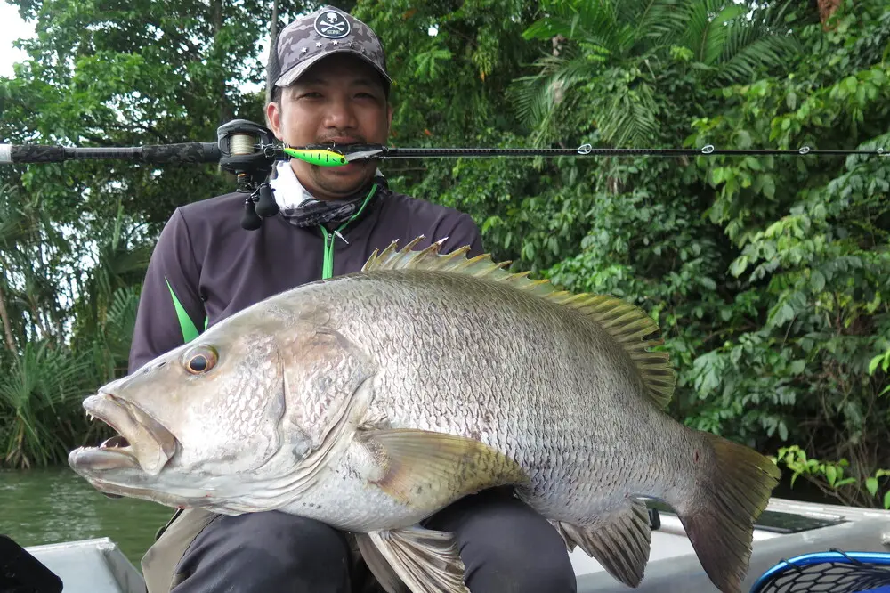 Nice Black Bass landed on the BVC734XXXH (PE 3-6) prototype. This was a test trip for this rod in Papua New Guinea by Bone.