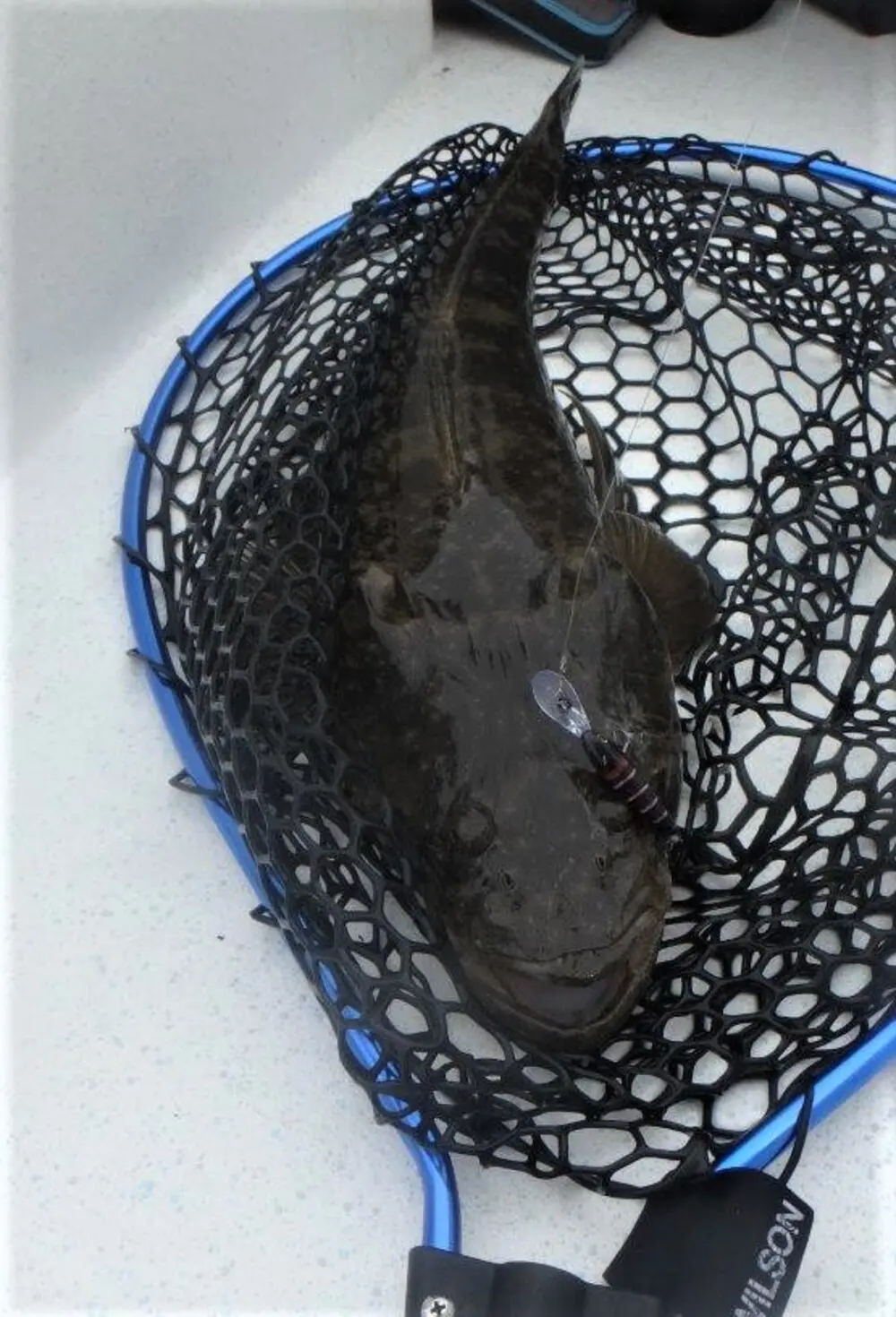 Mud Gudgeon Tango Shad did some damage