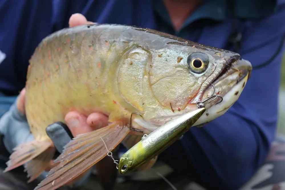 Toga on the Duo Realis Pencil 85