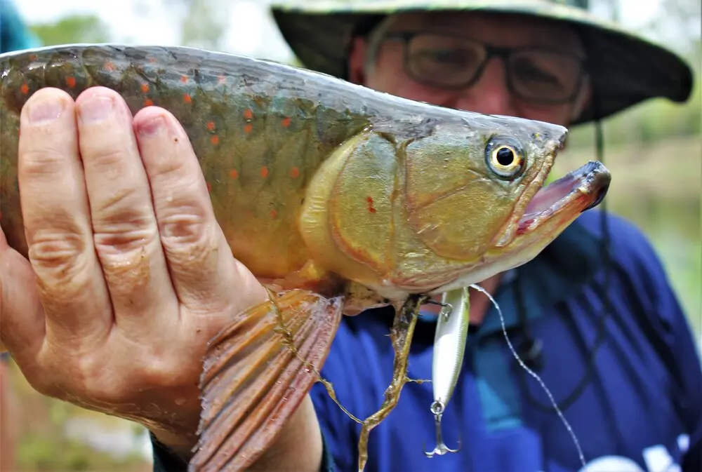 The Duo Realis Pencil lures have been the best. Easy to work and the toga love em!