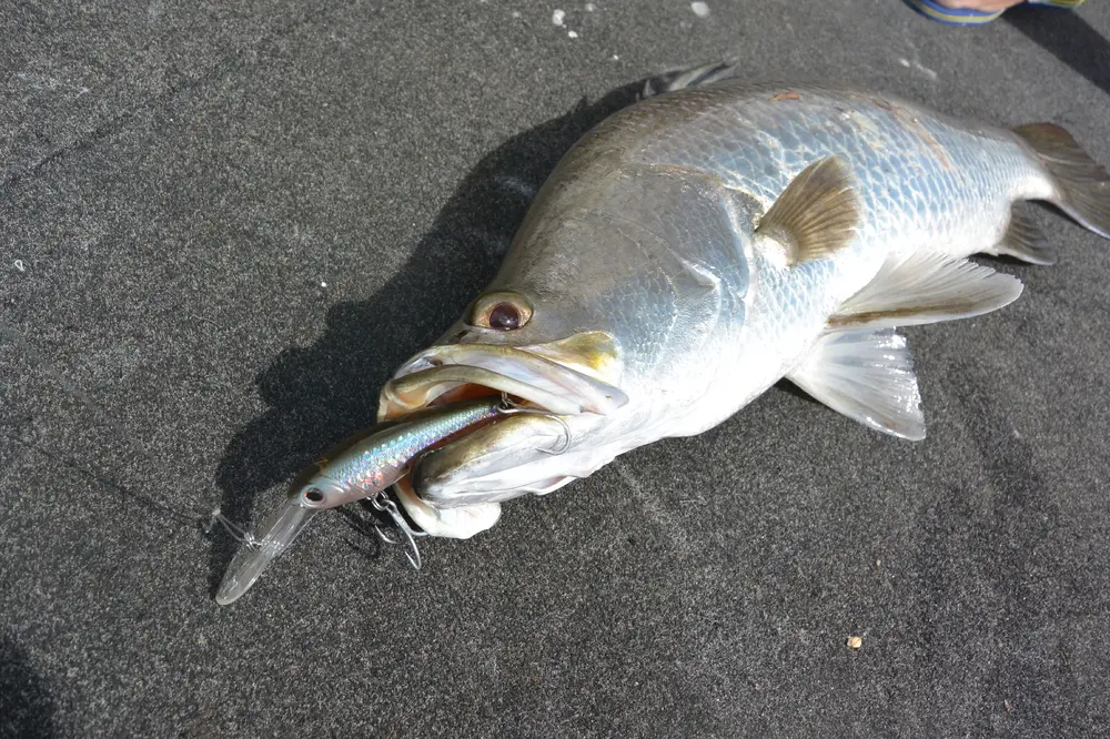 Barra on the Tango Shad