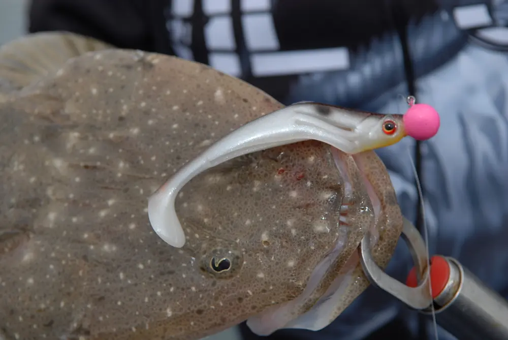 The Zerek Flat Shad is an excellent lure when fished deep on a larger jighead.