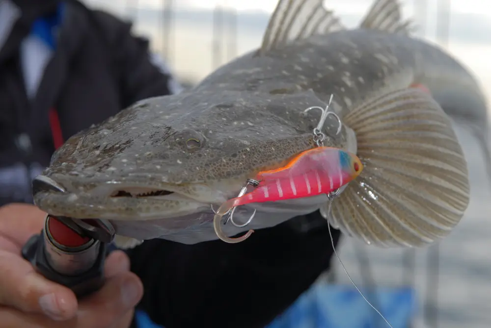 So popular it's often out of stock - the Zerek Fish Trap 95mm in colour FAB (Fat Betty). Awesome in the deep and also surprisingly good on the troll.