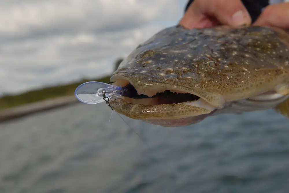 Crunch! The Tango Shad is gone down to the bib!