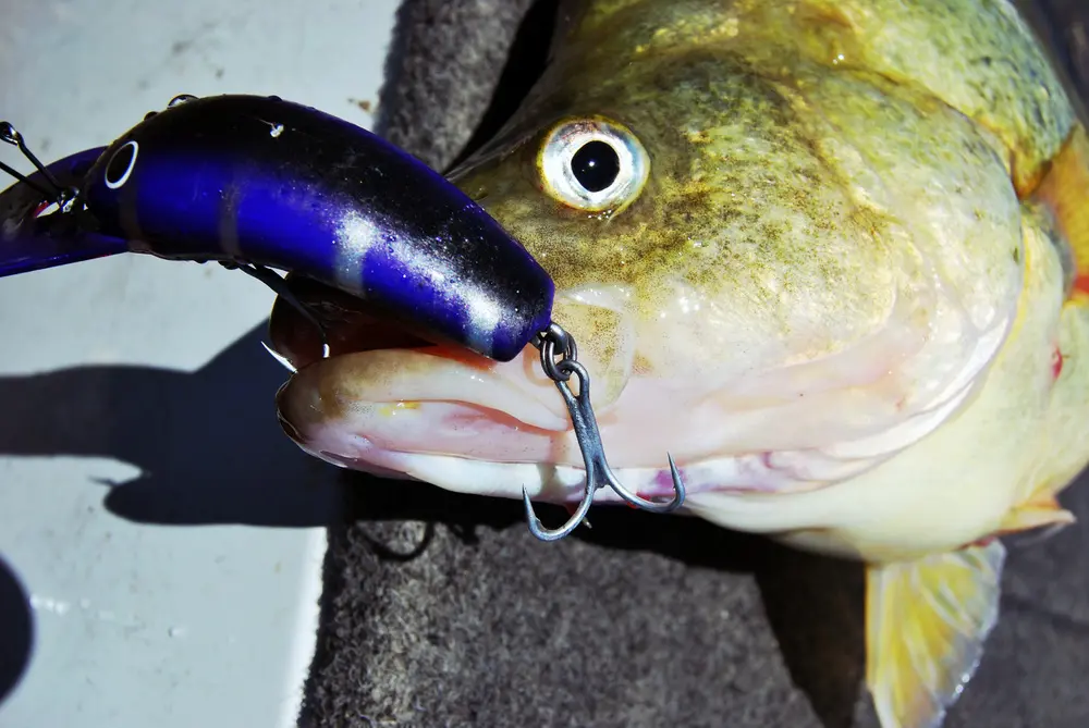 The Gidgee Fatty Junior is ideal for the Saltism 4x trebles.