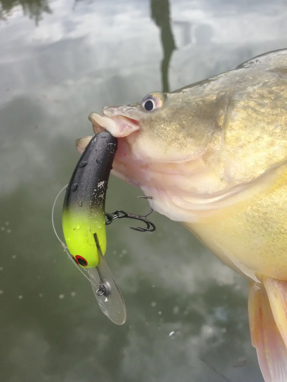 The lighter gauge of the KVD Elite trebles allow for excellent hook ups.