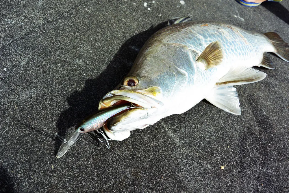 The new Zerek Tango Shads come with 4x Saltism trebles.