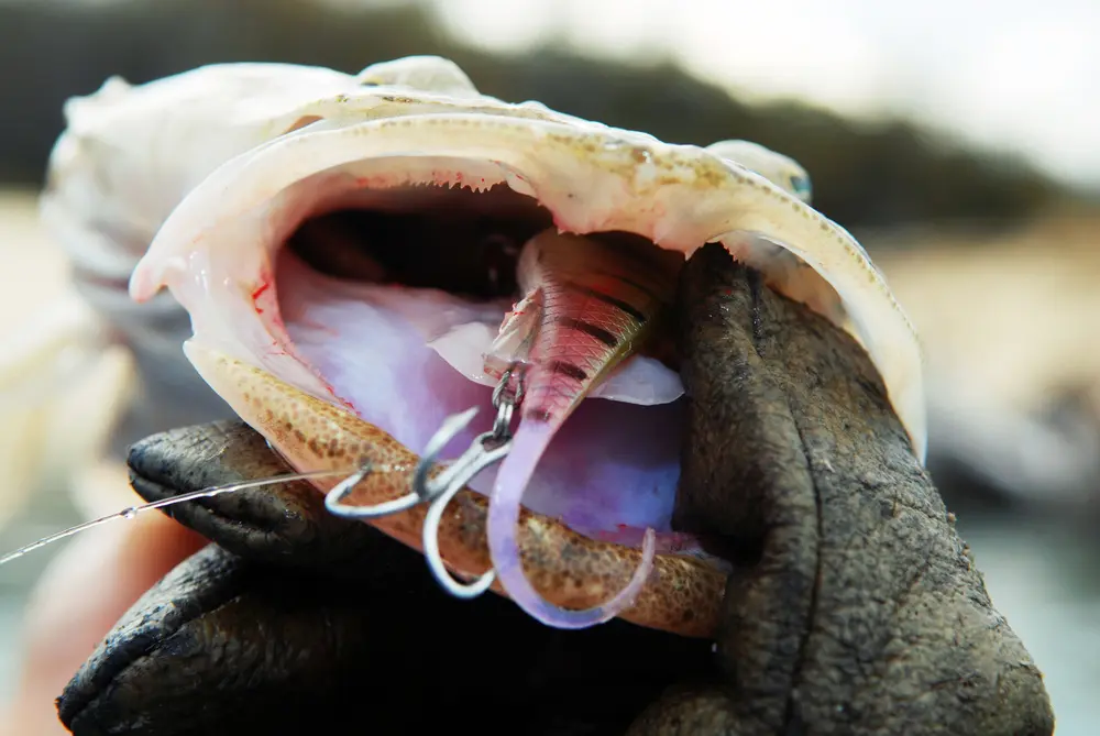 Heavier tackle and deep water allow the 4x Saltism to shine on flathead.