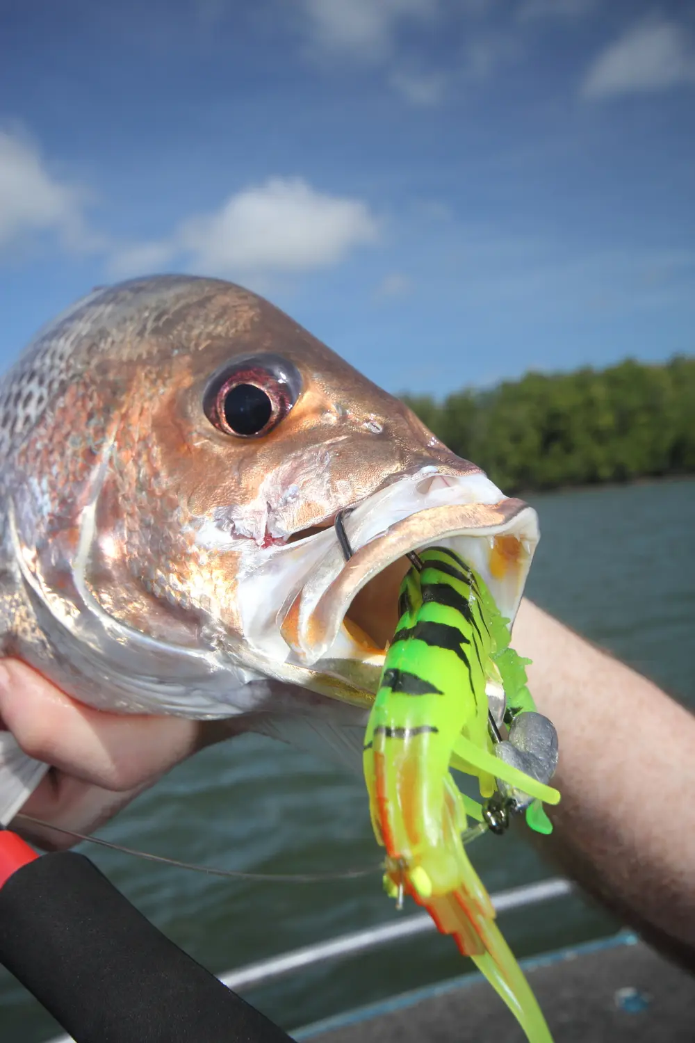 Golden snapper, fingermark or simply choppers. It doesn't matter what you call them they love smashing the Live Cherabin.