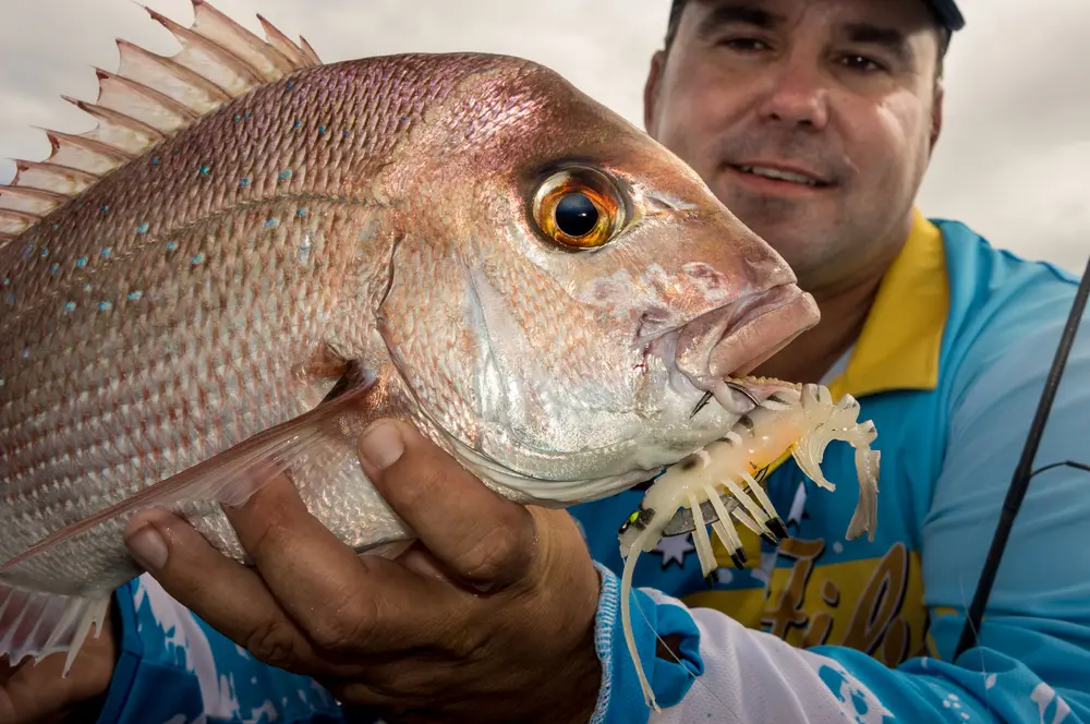 Scott Fleming with an estuary-based snapper that found the subtle retrieve of the Live Shrimp Hot Legs too much to resist.