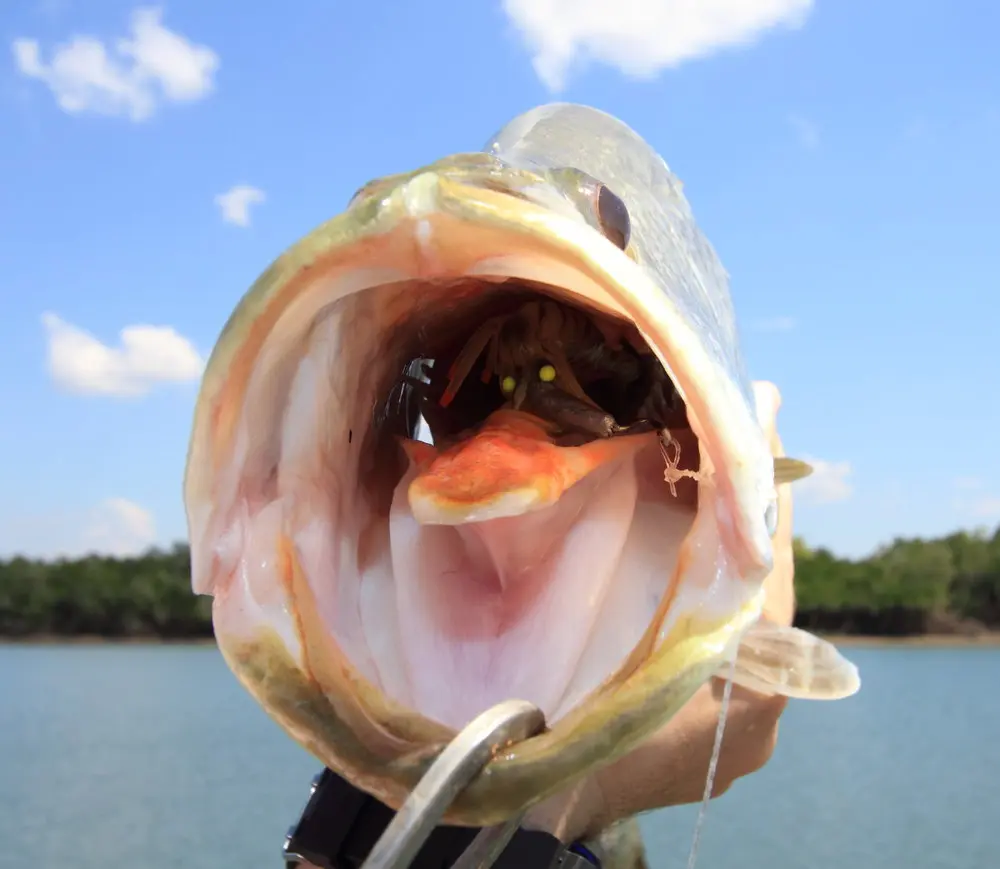 Somewhere down that gullet is a Live Shrimp Hot Legs. There is no better proof of concept than a barra smasging the lure so hard you can barely see it!