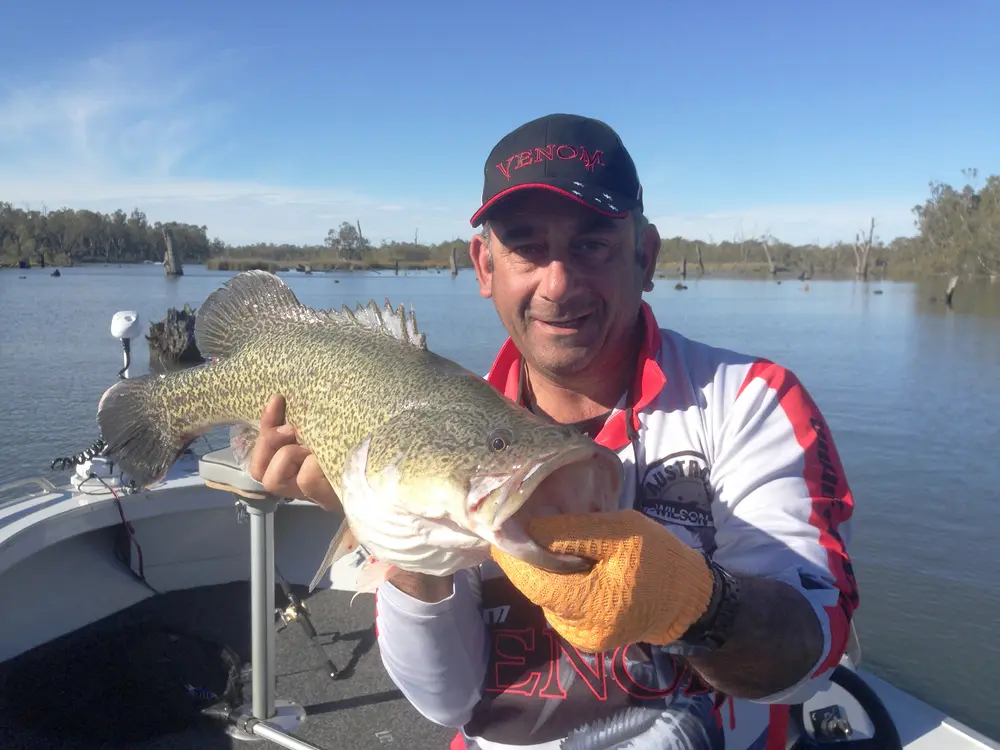 A pretty standard Mulwala Murray cod