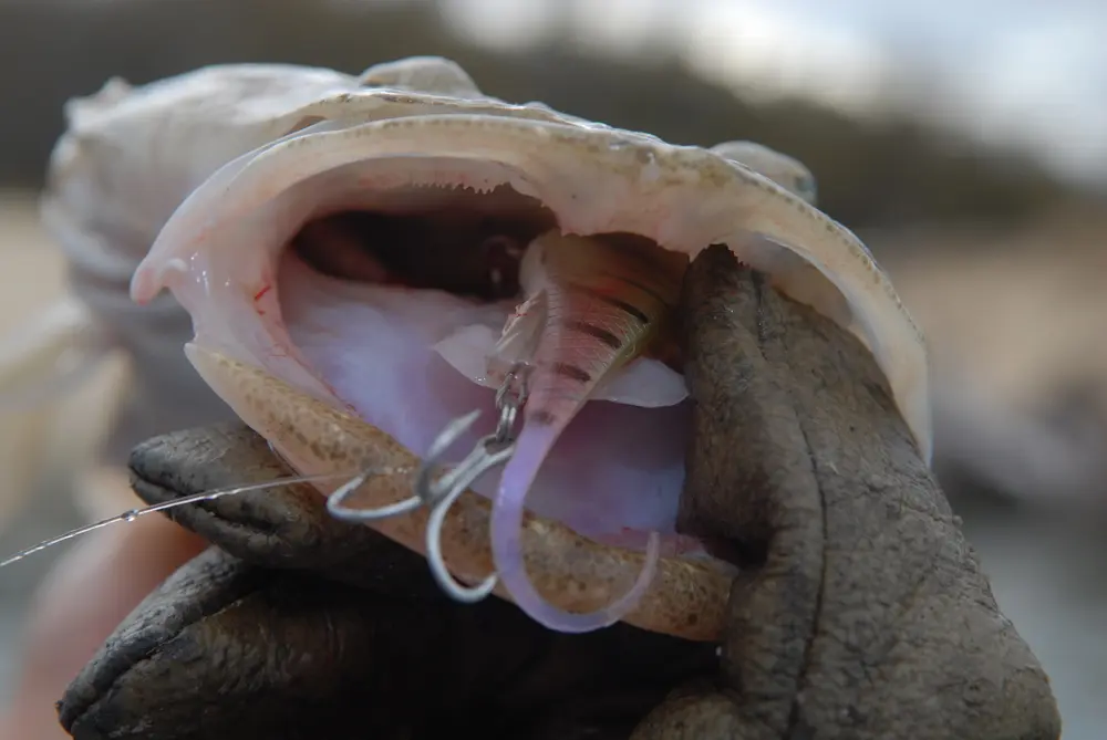 The Zerek Fish Trap goes down the hatch of flatties very easily.