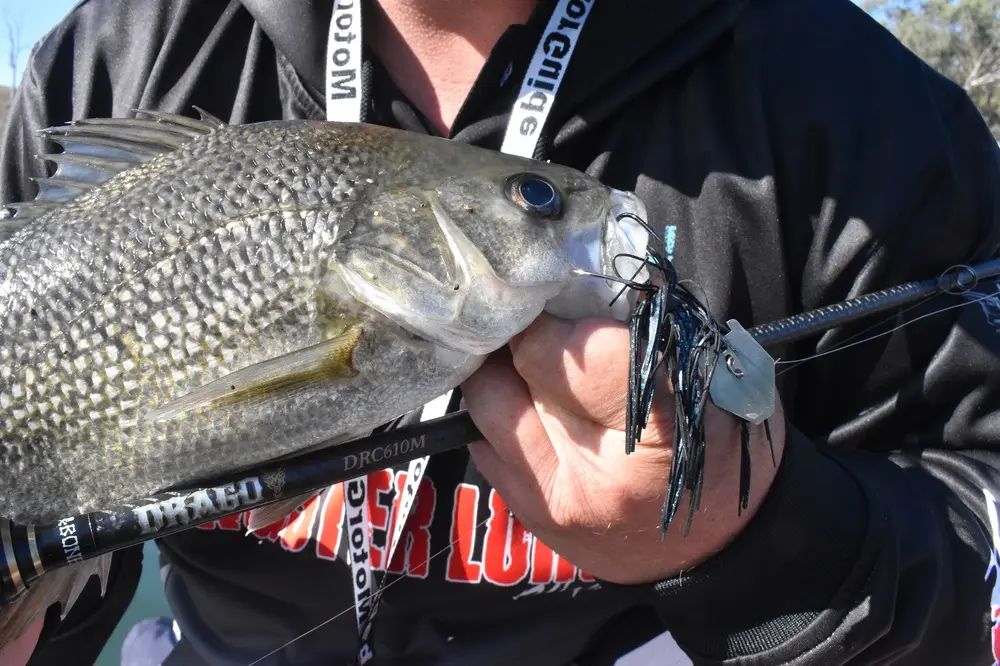 The Bone Drago was a great tool for delivering chatterbaits to edge holding bass.
