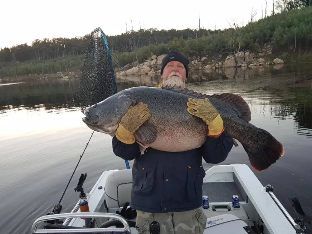 full 626 ayccopetoncodclassic 6