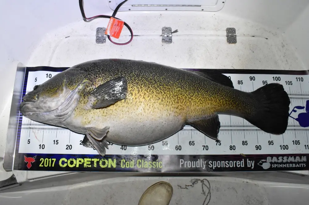 104 reasons to visit Copeton