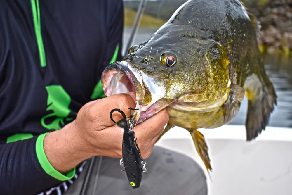 The new colour Fish Trap Sunset, was tested in the heat of tournament fishing and produced the goods.