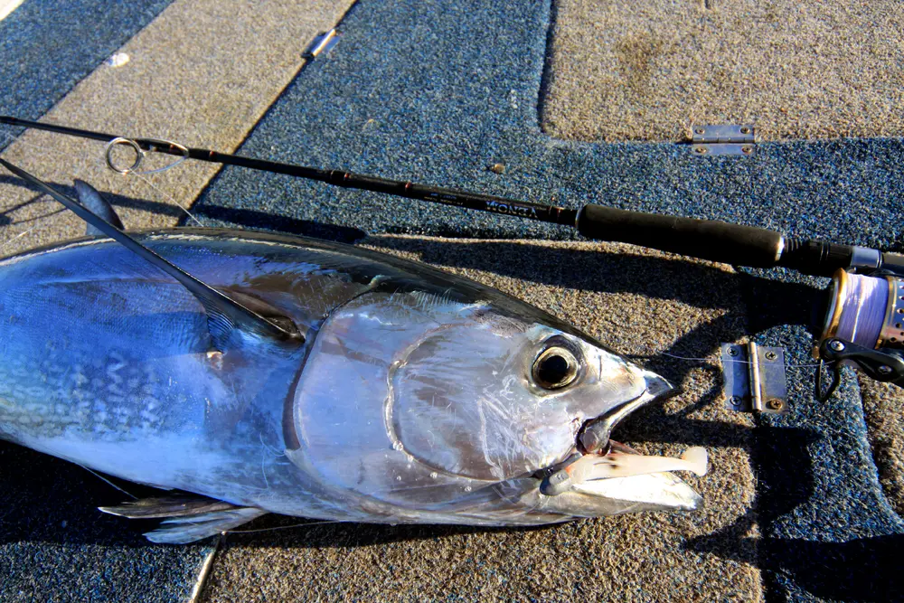 The Zerek Flat Shad is a brilliant option for targeting deep tuna.