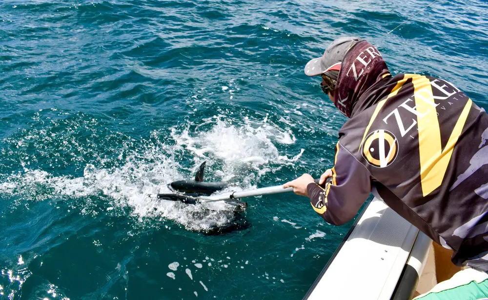 A smaller Moreton Bay longtail comes to the net â€“ fooled by a Flat Shad cast into a school of smaller fish busting up on top.