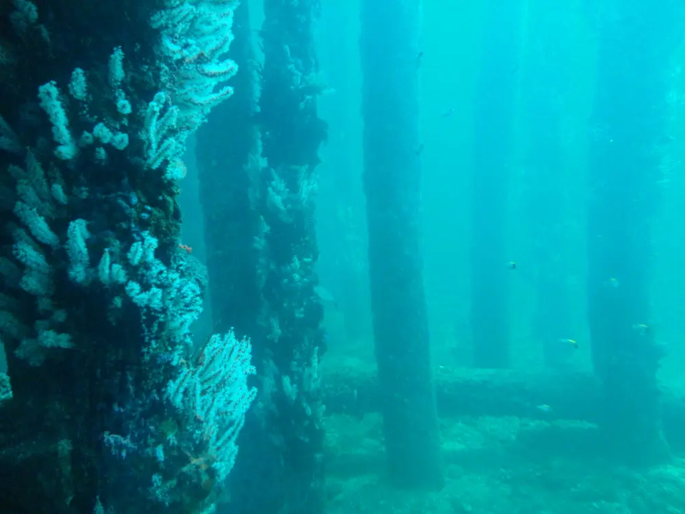 full 903 busselton underwater forest busselton jetty western australia