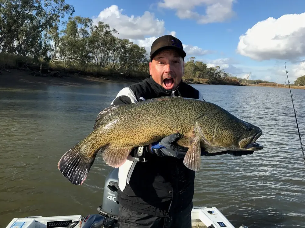Worth the wait on a slow day. Marc Ainsworth with a solid 90cm cod that smashed a Bassman Spinnerbait at Mulwala in winter. Marc has imported an elite bib and brace outfit to cope with extreme weather. He has also covered this with a waterproof jacket. Looks a lot warmer than it was!