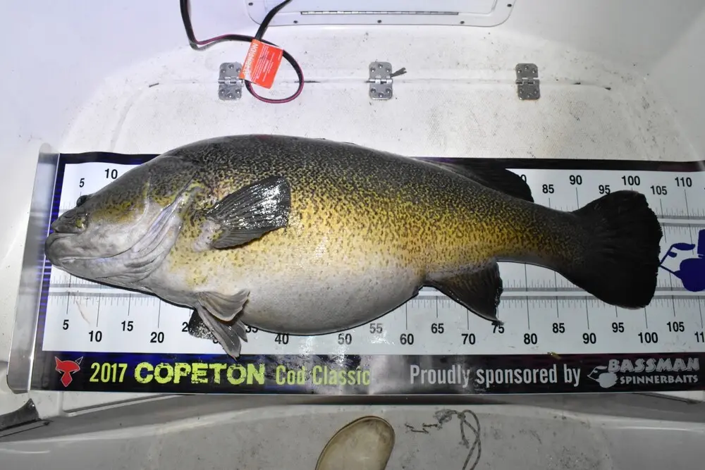This is the prize, a fat Murray cod from a cool night on the water.