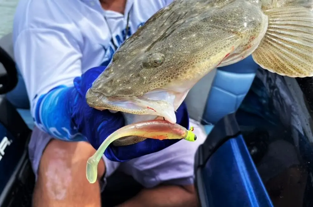 McArthy Paddle Tails were great point producers