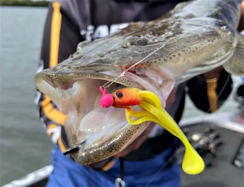 The front end of a Flat Shad muncher. Choccy Rose is a gun flathead colour in the Flat Shads.