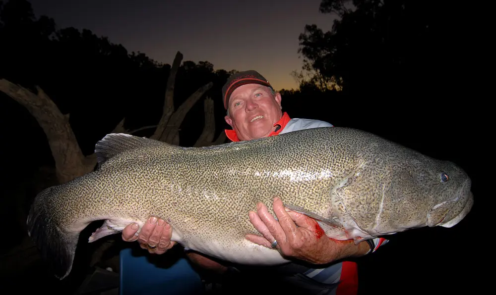 The Author with a ripper surface cod caught on a large paddling styled lure. The 8kg Venom Baitcaster casts this lure style no probs.