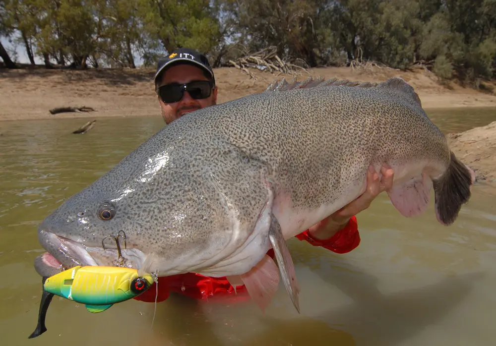 Clinton Hann landed this nice cod on a swimbait casting from the bank.
