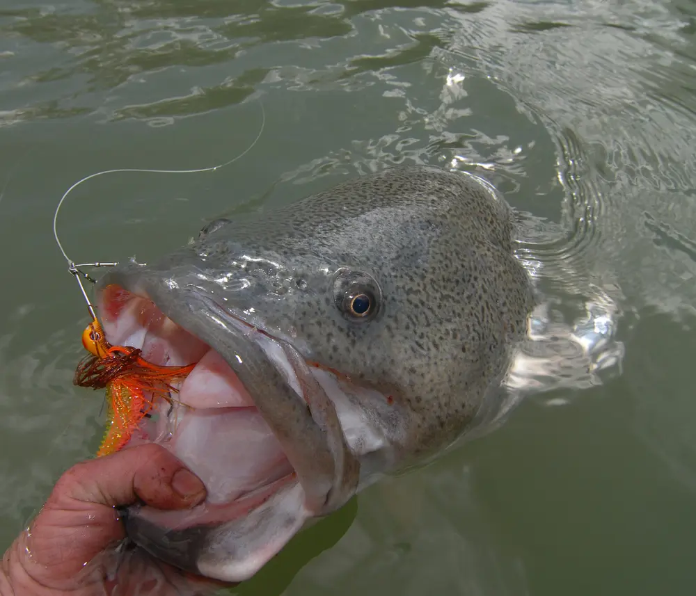 The ultimate all-rounder the 8kg Venom Baitcaster will not only fish larger lures but provides more than enough feel to fish spinnerbaits as well.